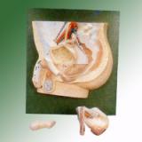 HUMAN MALE REPRODUCTIVE SYSTEM